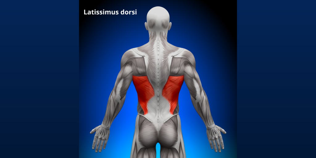 Latissimus-dorsi-spieren-anatomie-rug (2)