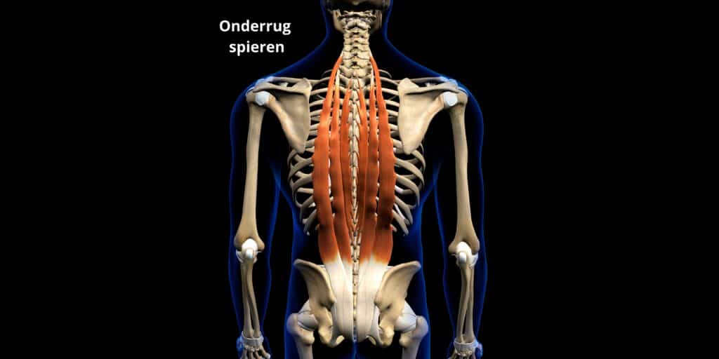 Onderrug-spieren-anatomie-rug